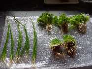aquarium 3.6.2014 005.jpg