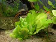 aquarium 3.6.2014 008.jpg