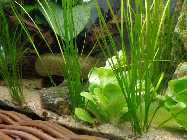 aquarium 3.6.2014 009.jpg