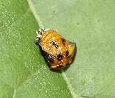 _A282114 schpfender Marienkfer.jpg