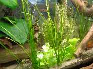 aquarium 3.6.2014 010.jpg