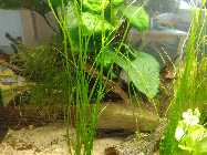 aquarium 3.6.2014 011.jpg