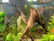 aquarium 3.6.2014 012.jpg