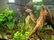 aquarium 3.6.2014 013.jpg