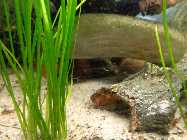 aquarium 3.6.2014 016.jpg