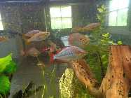 aquarium 3.6.2014 017.jpg