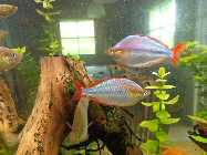 aquarium 3.6.2014 018.jpg