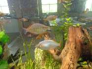 aquarium 3.6.2014 019.jpg