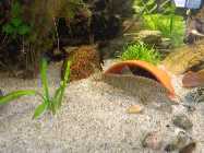 aquarium 3.6.2014 020.jpg