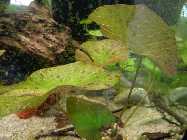 aquarium 3.6.2014 022.jpg