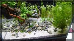 comp_P1000870.jpg