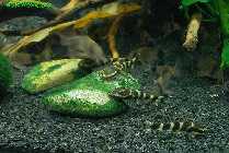 Otocinclus cocama4Algensteine.jpg