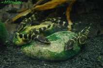 Otocinclus cocama4Algensteine4.jpg