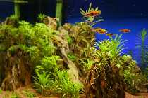 IMG_8704A.jpg