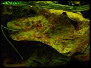 GarneleYellowfiremicrantha.jpg