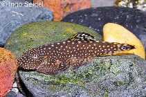 2-Gastromyzon ctenocephalus.jpg