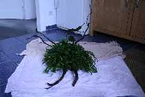Wurzel 009_(800_x_600).jpg