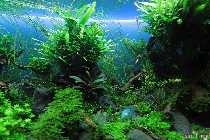 IMG_3361a Bucephalandra Kanowit (Kopie).jpg