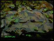 Ludwigia sp. Atlantis.jpg