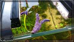 comp_DSC_0088.jpg