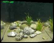 Flossensauger13.jpg