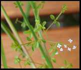 Sumpflabkraut Galium palustre.jpg