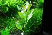 polygonum 003_(800_x_600).jpg