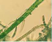 Green00001.jpg