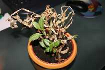 28.08.08 polygonum#_(800_x_600).jpg