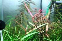 18.09.08 poly 002_(800_x_600).jpg