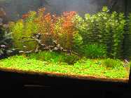 aquarium25.09.08 016.jpg