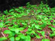 aquarium25.09.08 006.jpg