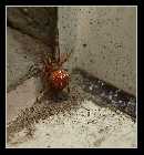 spinne.jpg