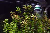 Rotala2.jpg