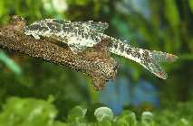 Parotocinclus maculicauda_A130314.jpg