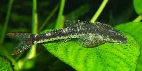 Parotocinclus maculicauda_KG070011.jpg