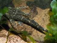 Parotocinclus maculicauda_KG070012.jpg