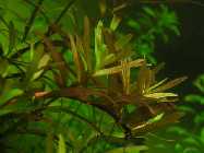 NC 0021 26.11 (8).infran.jpg