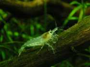 NC 0021 26.11 (9).infran.jpg