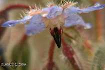 IMG_6937.jpg