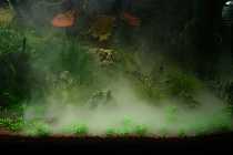 Fog 002_(800_x_600).jpg