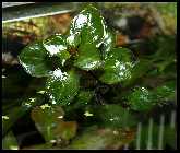 ludwigia respens.jpg