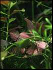 repens 1.jpg
