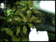 repens 2.jpg