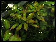 repens 3.jpg