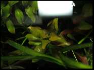 repens 4.jpg