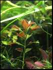 repens 5.jpg
