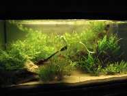 aqua_300L_apr09_1.jpg
