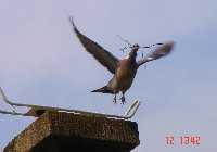 DSC00383.jpg