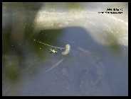 Teich 05.09_3.jpg
